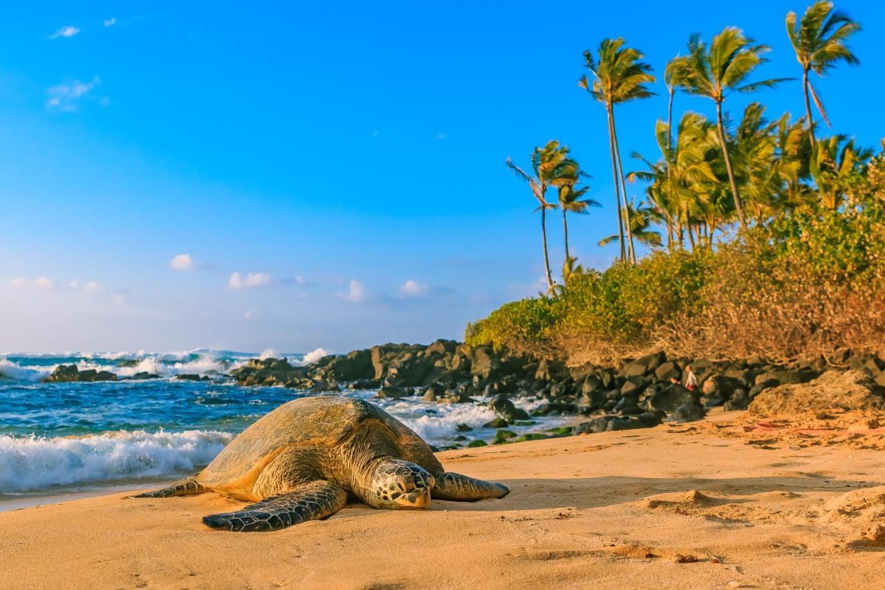 檀香山Aqua Palms Waikiki Ocean View Lanai Parking Included公寓 外观 照片